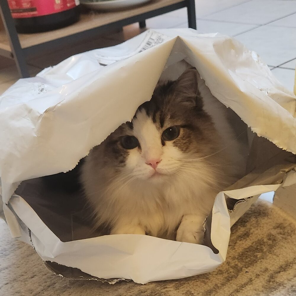 Meet your Posher, Julia